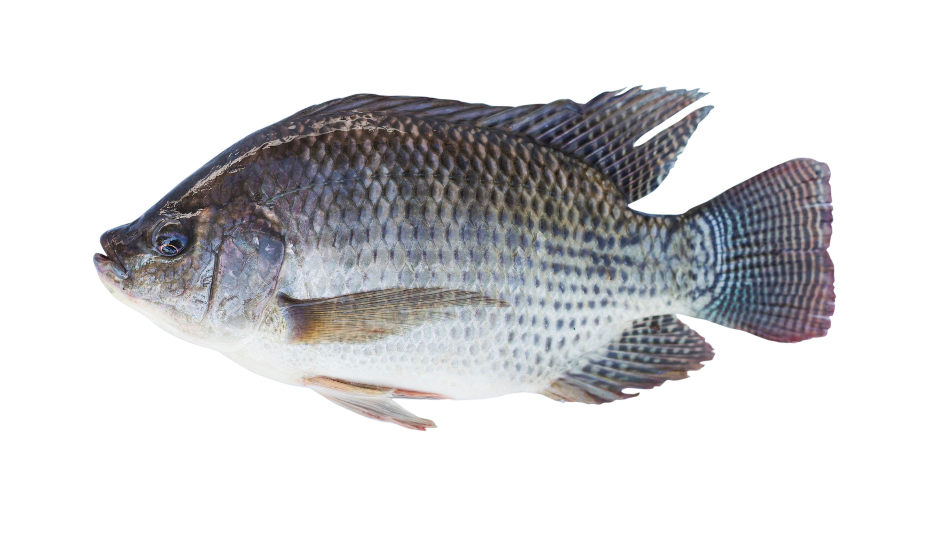 https://assets.africanmall.online/uploads/products/4771/1763266034208-WEB--- tilapia ---_0.png